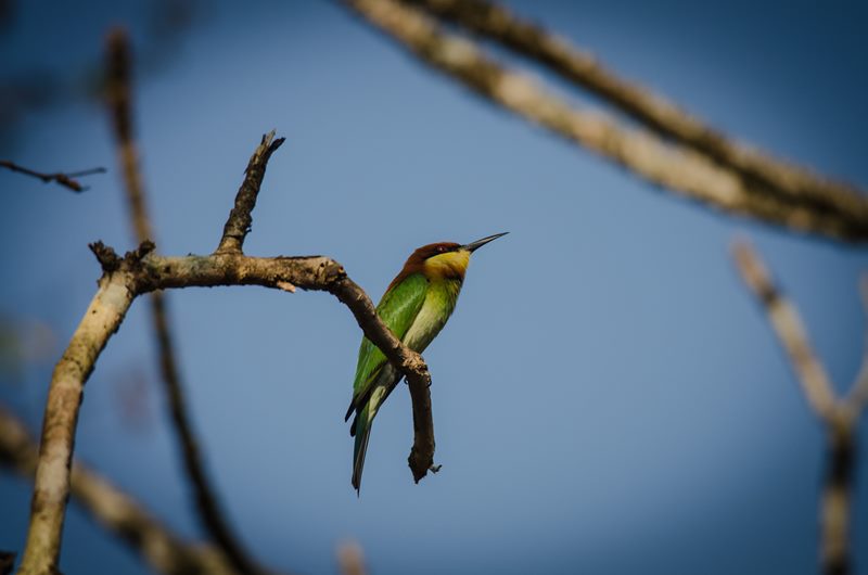 Birds photograph