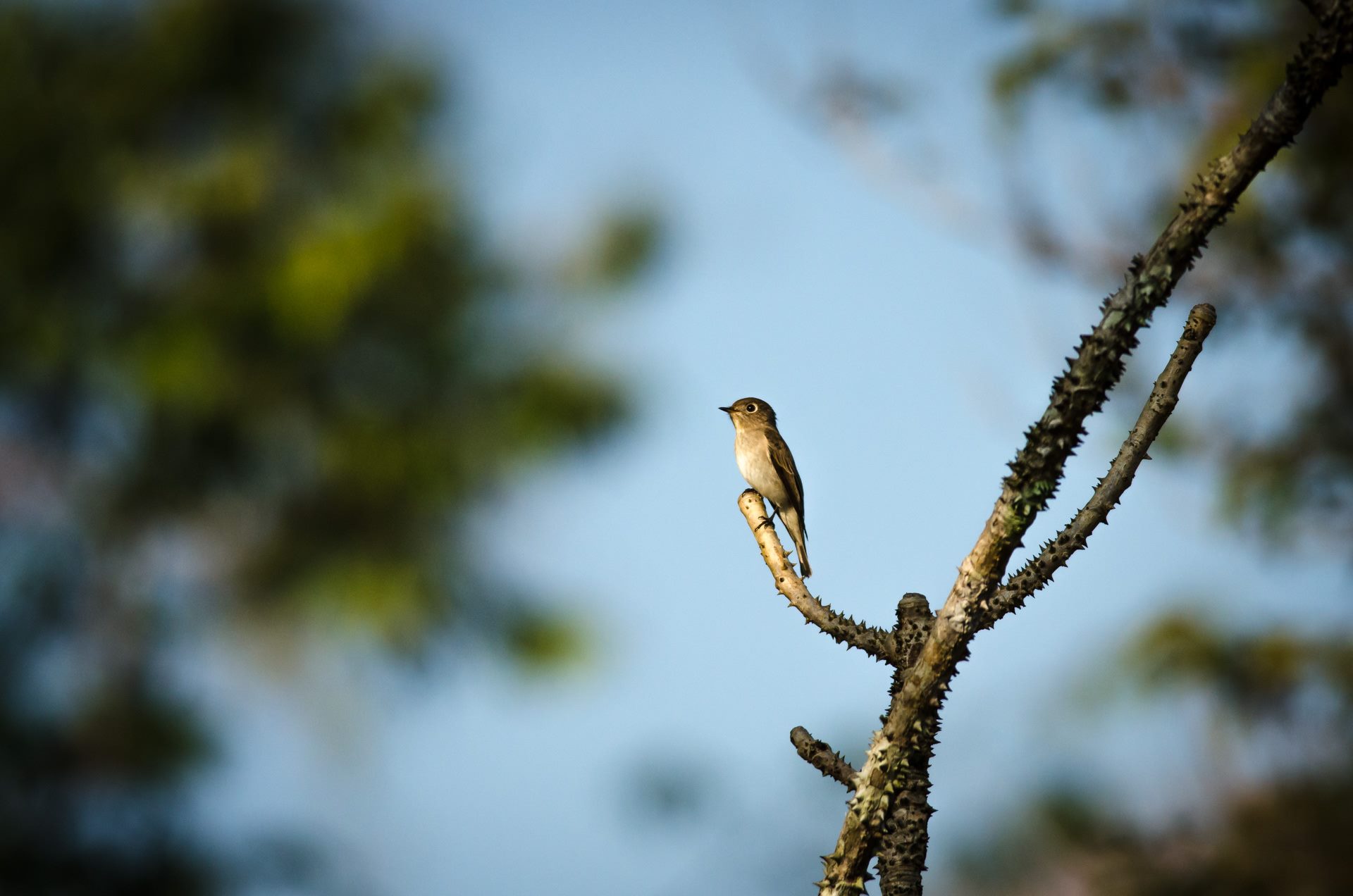 Birds photograph