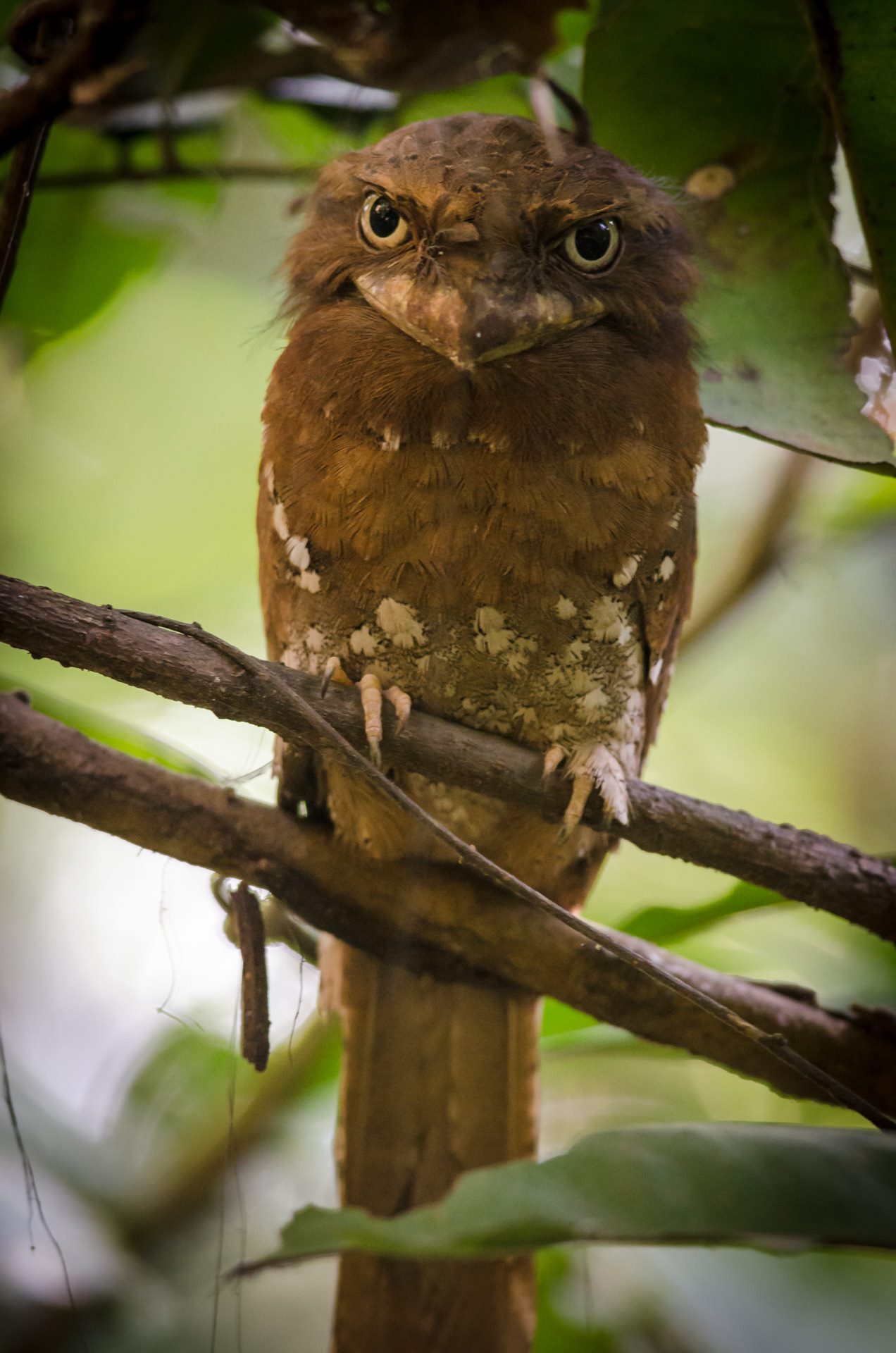 Birds photograph