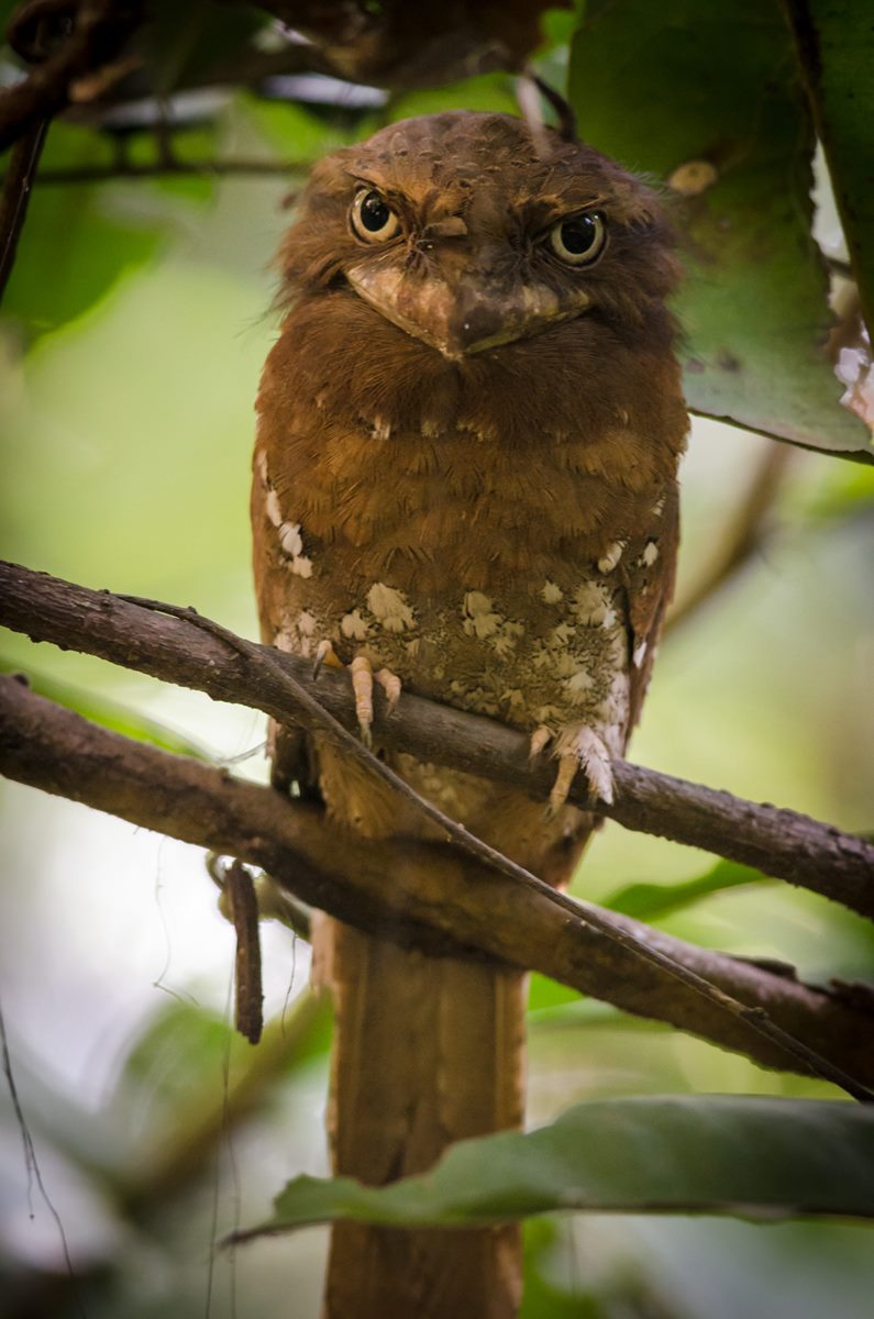 Birds photograph