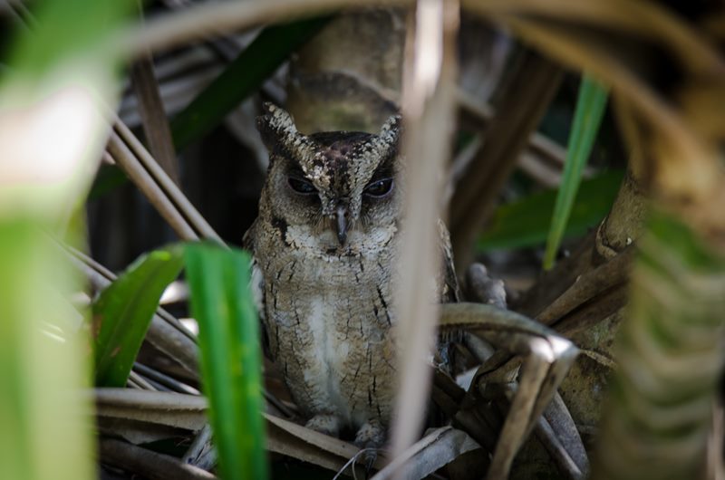 Birds photograph