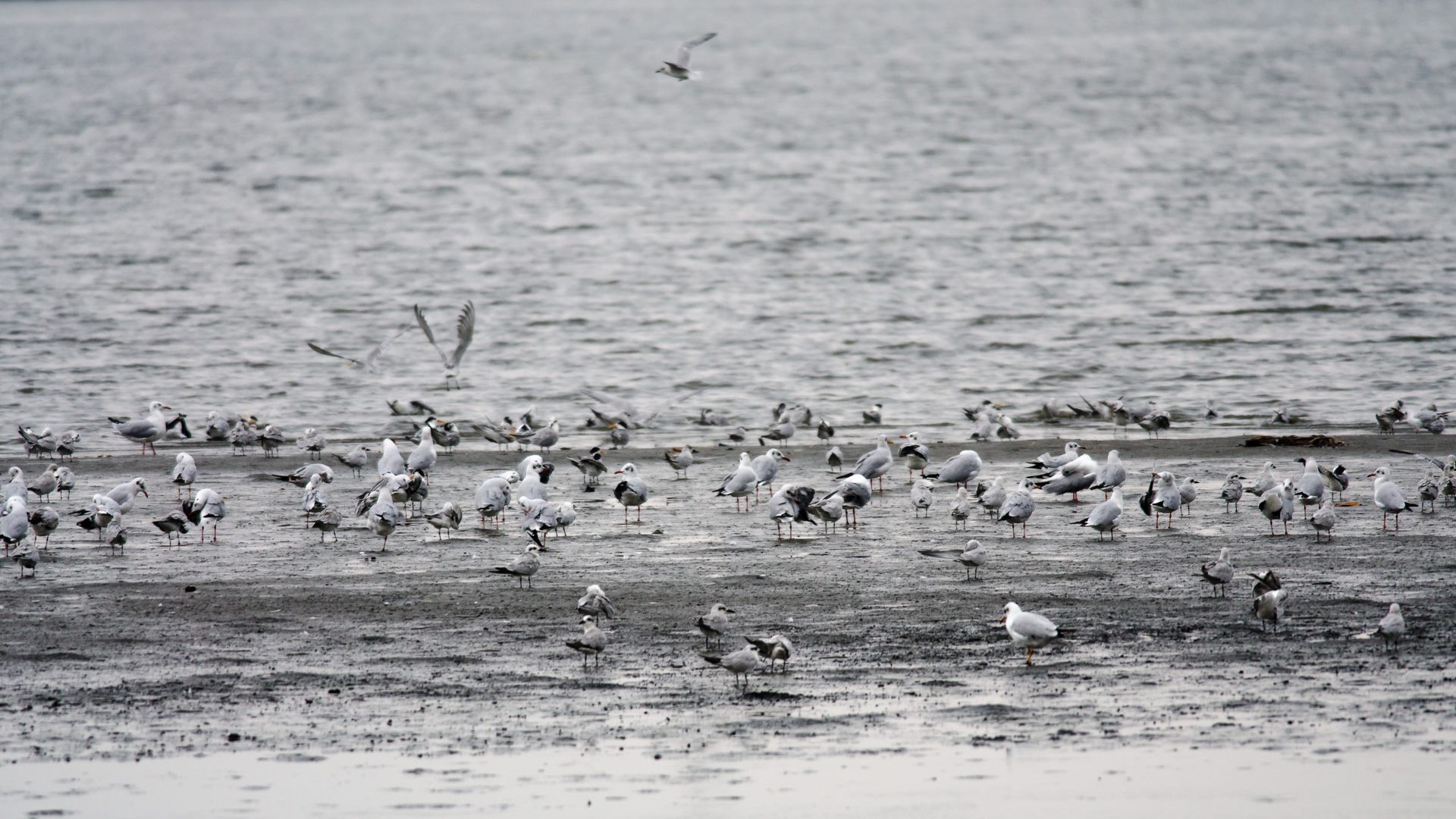 Birds photograph