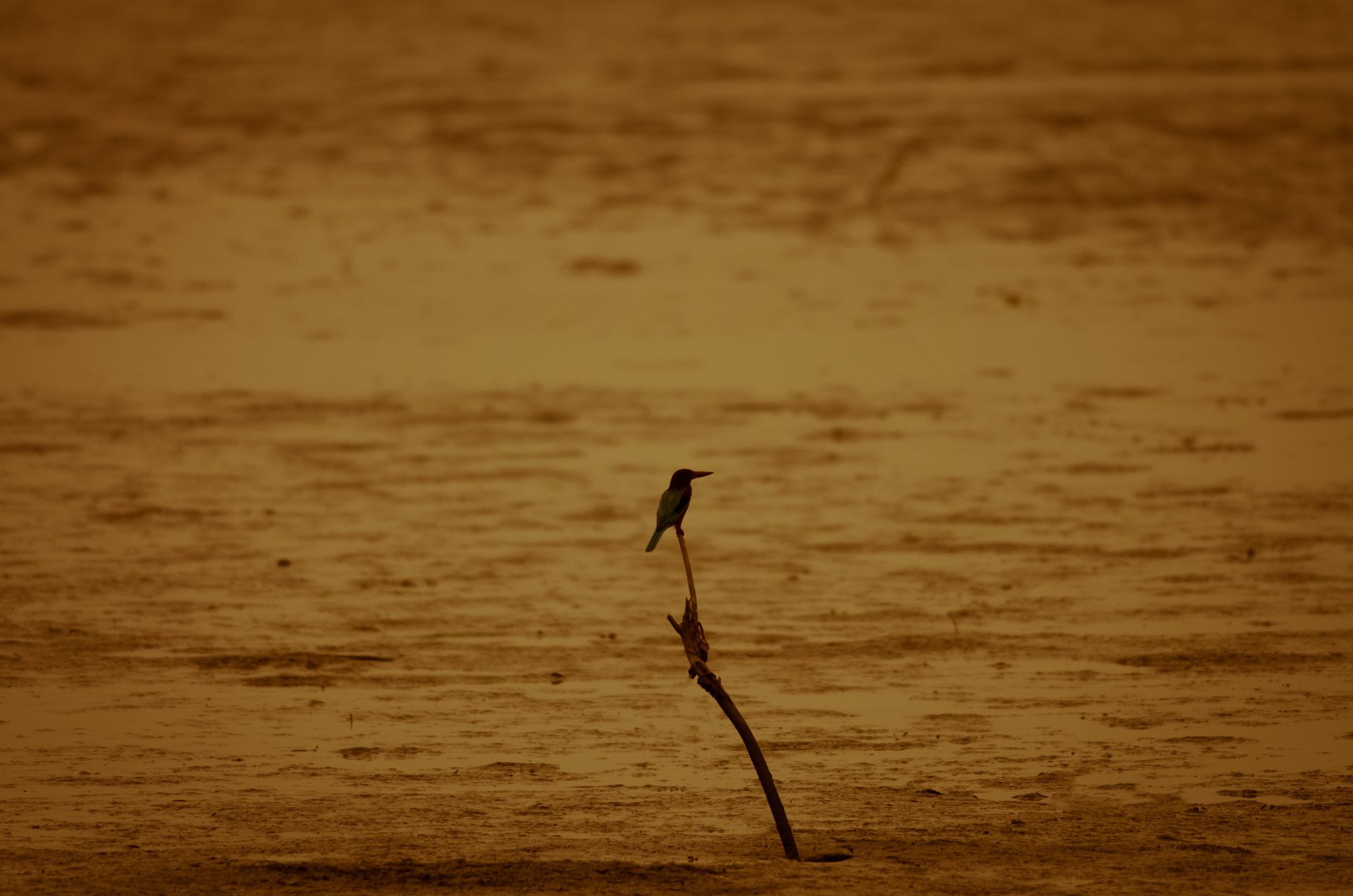 Birds photograph