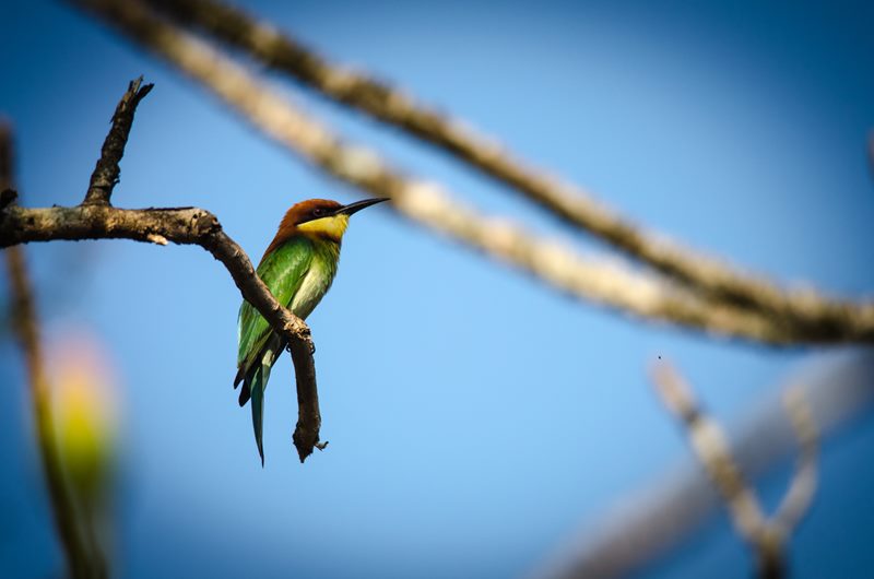 Birds photograph