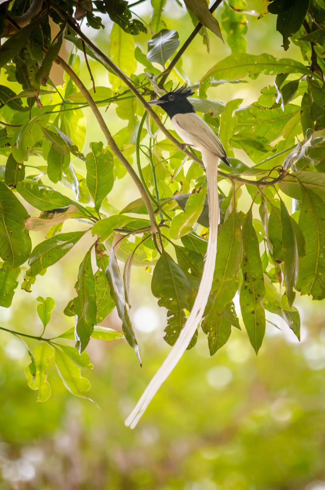 Birds photograph
