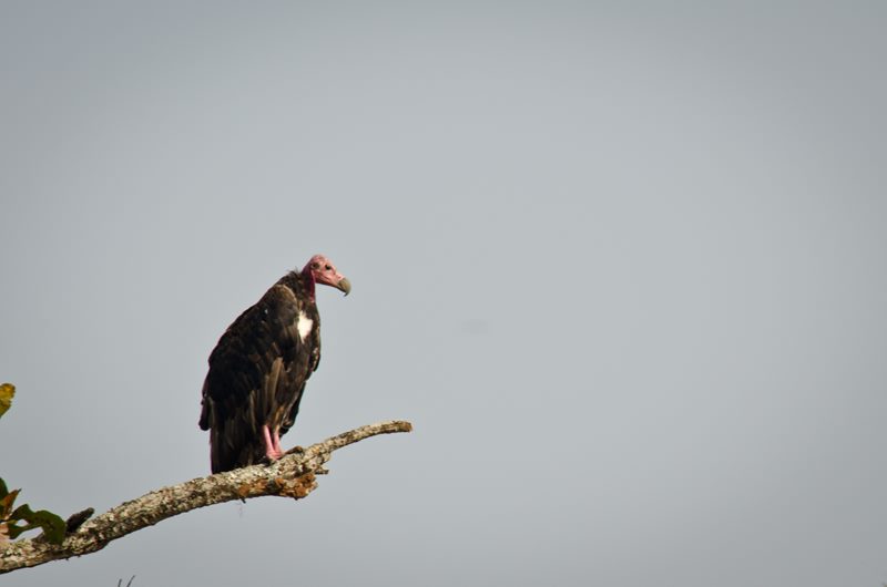 Birds photograph