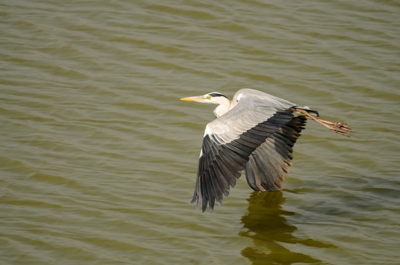 Birds photograph