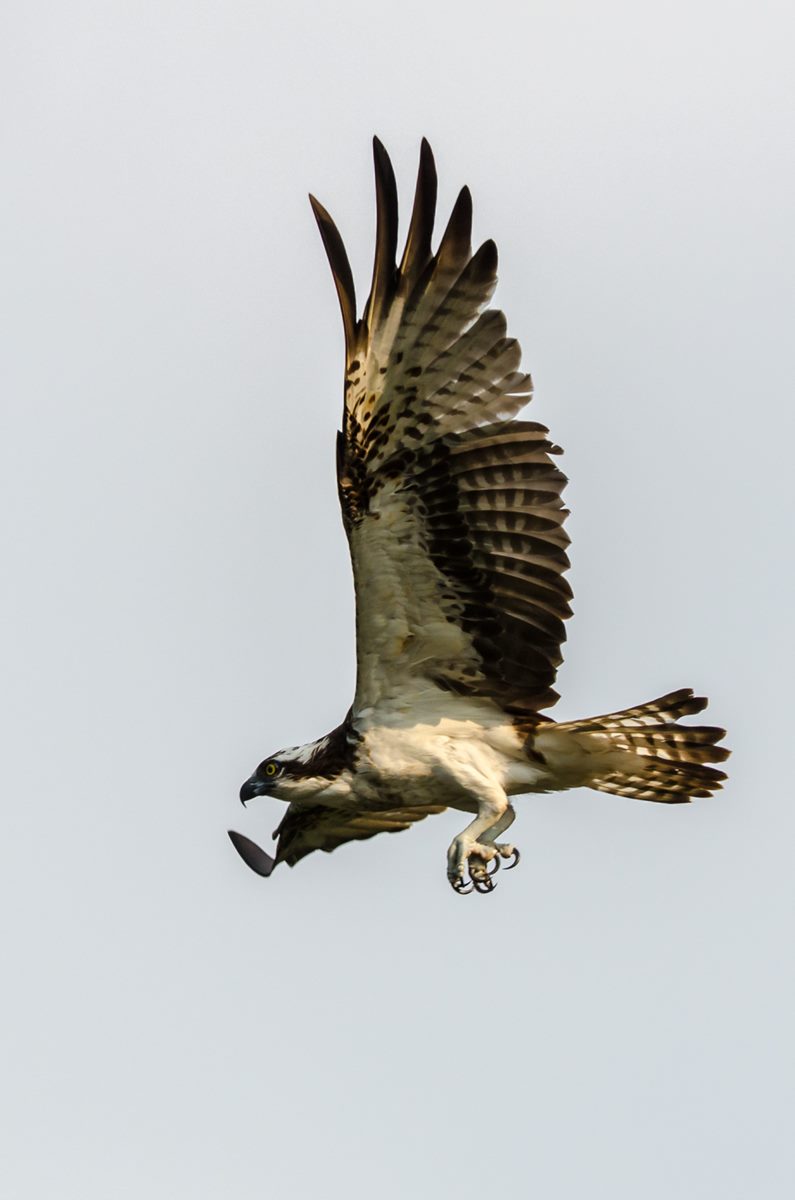Birds photograph