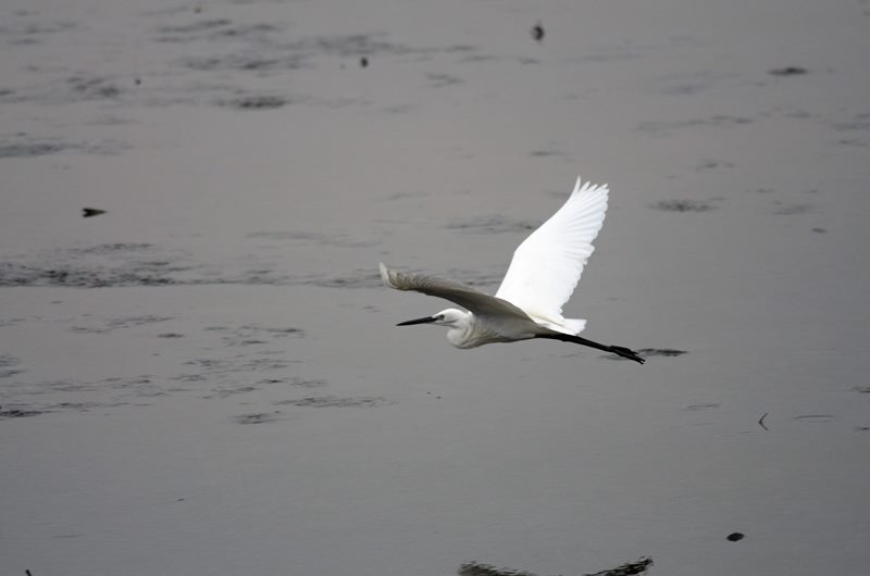 Birds photograph
