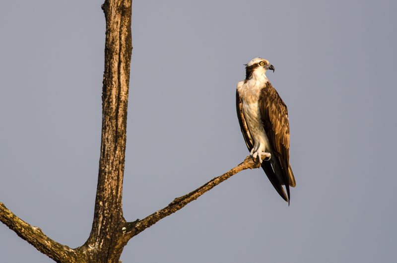 Birds photograph