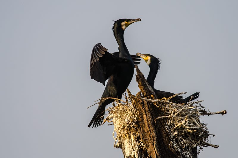 Birds photograph
