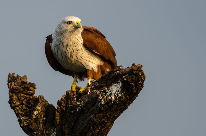 Birds photograph