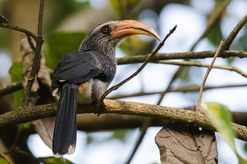 Birds photograph