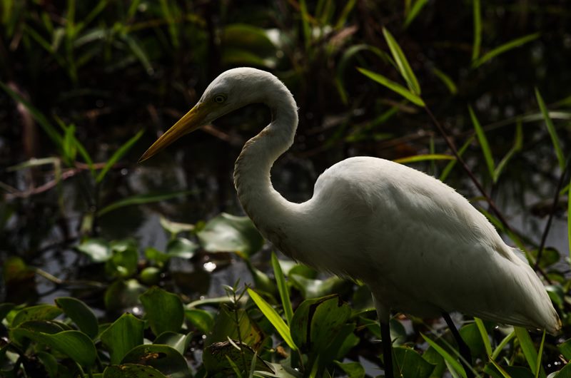 Birds photograph