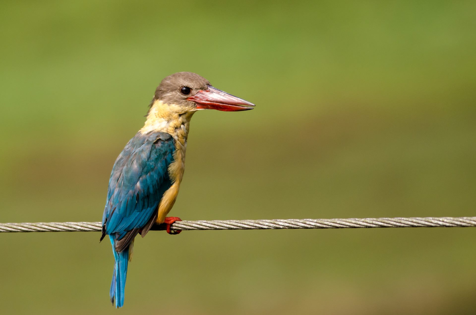 Birds photograph