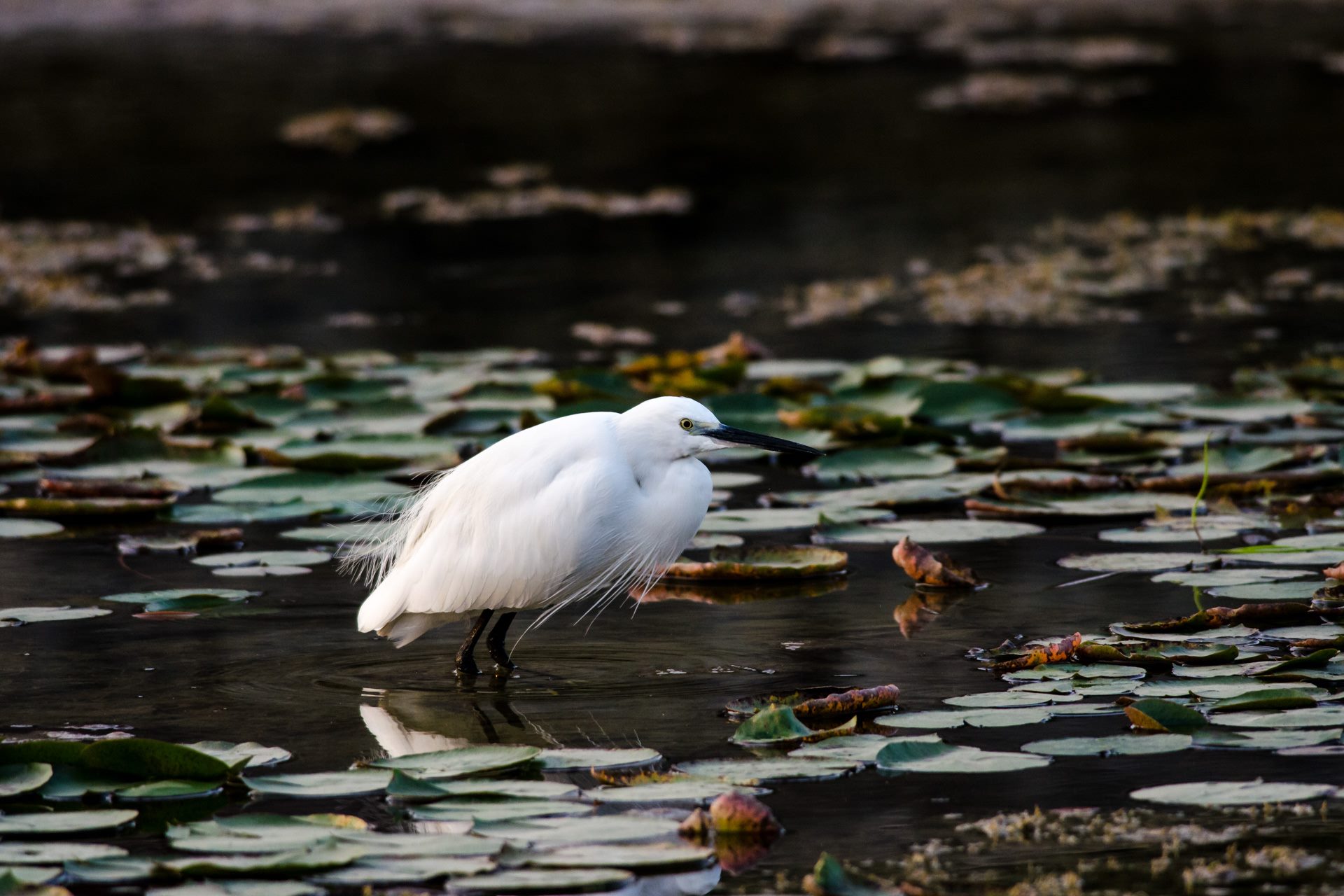 Birds photograph
