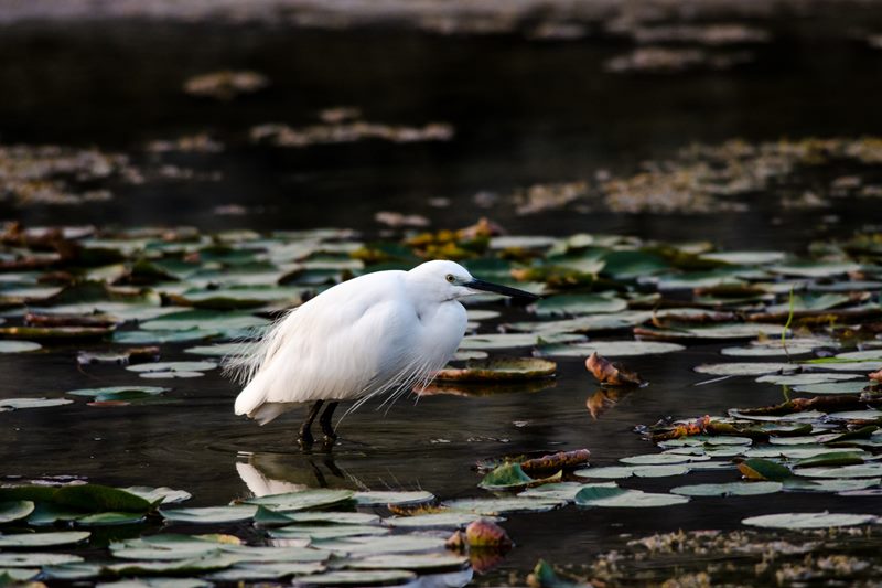Birds photograph