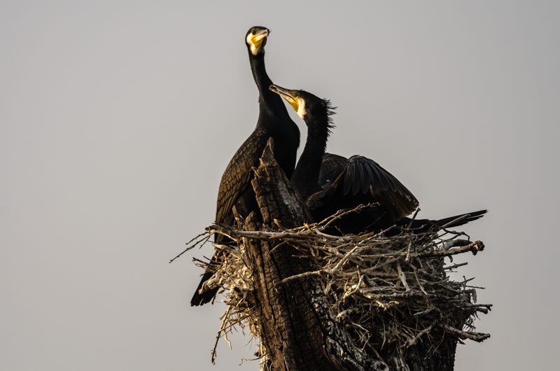 Birds photograph