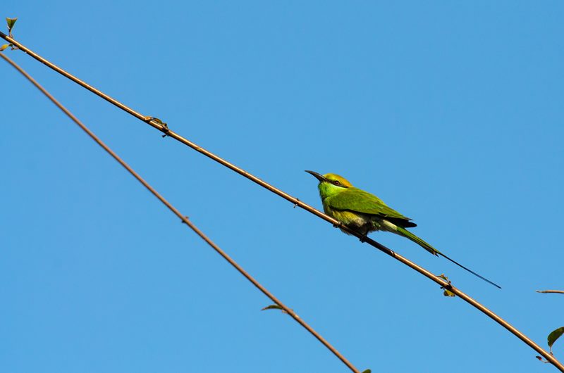Birds photograph