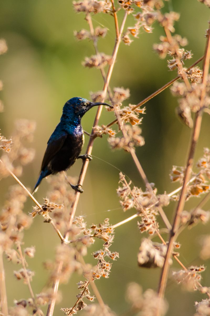 Birds photograph