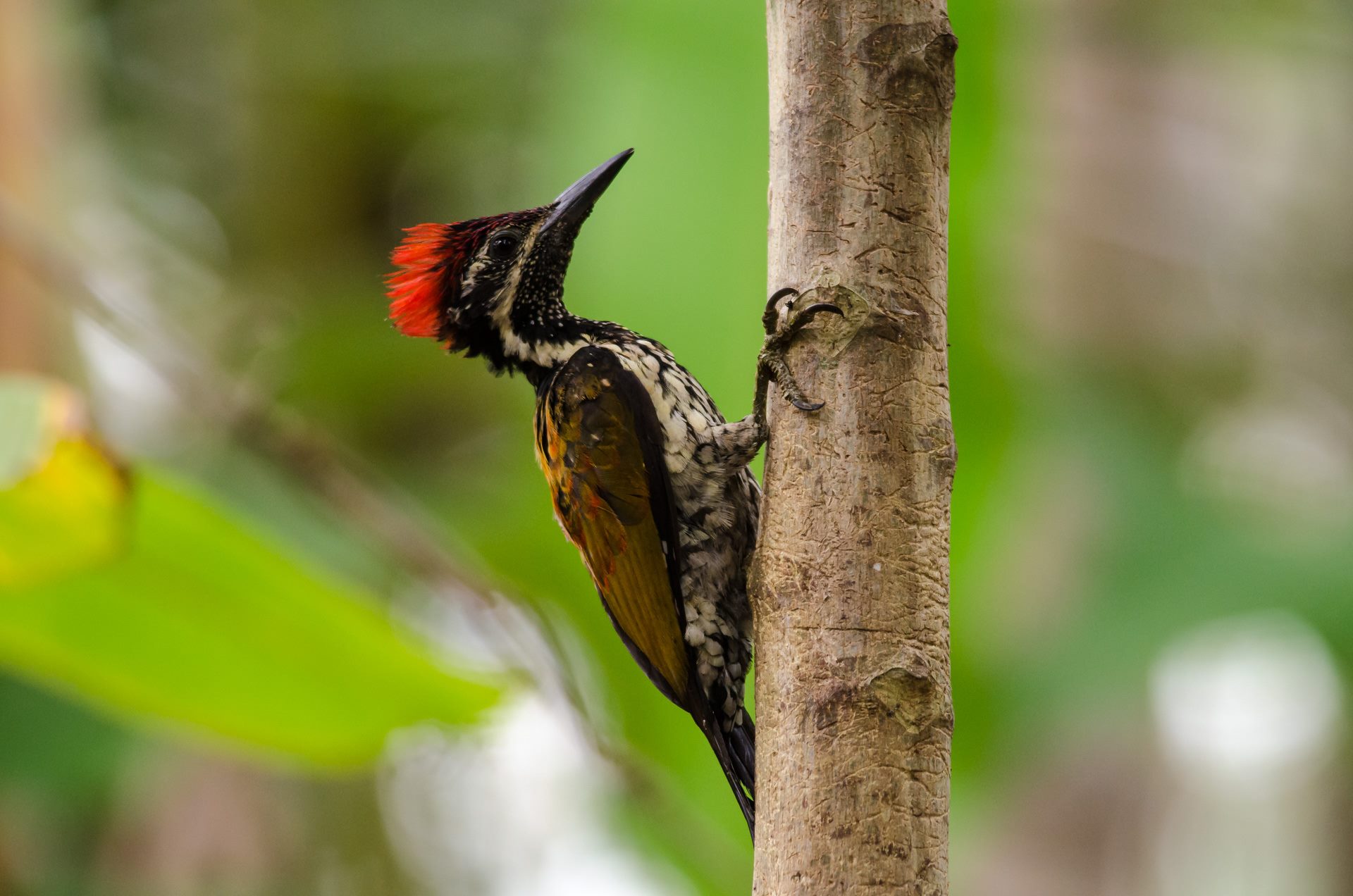 Birds photograph