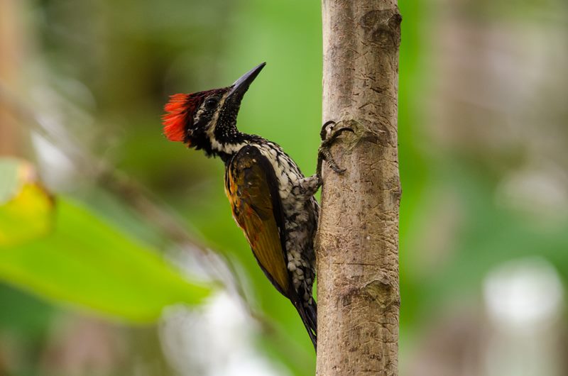 Birds photograph