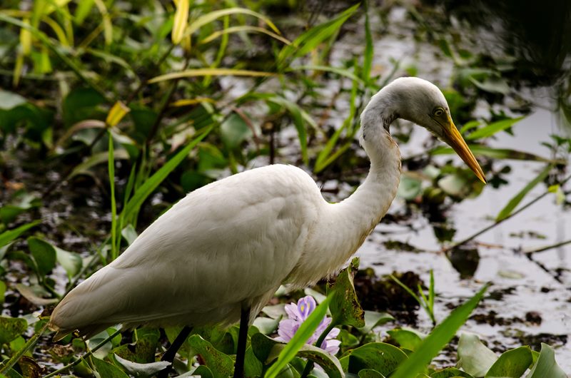 Birds photograph