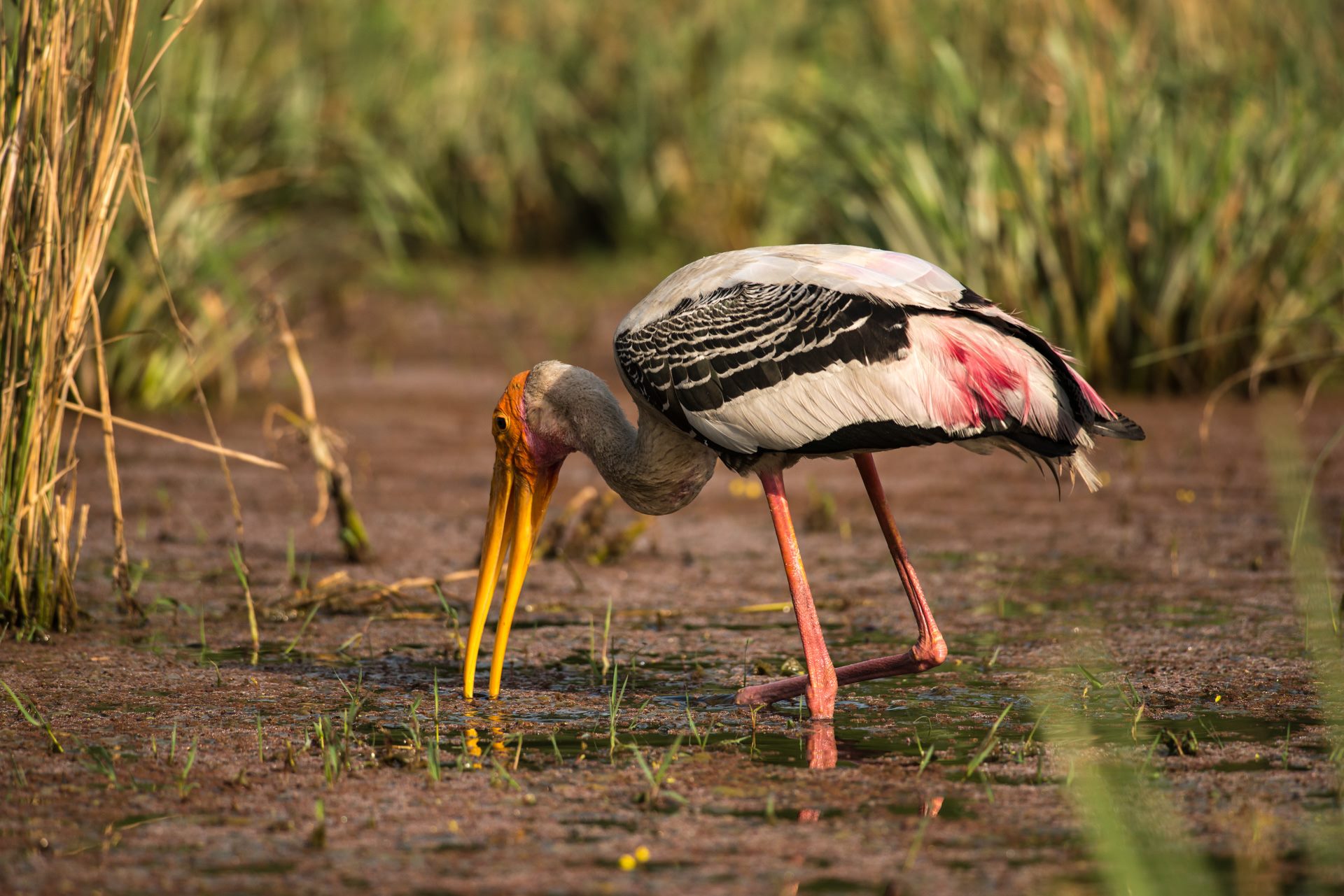 Birds photograph