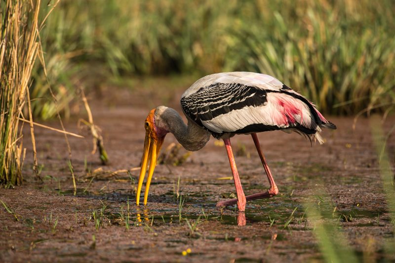 Birds photograph