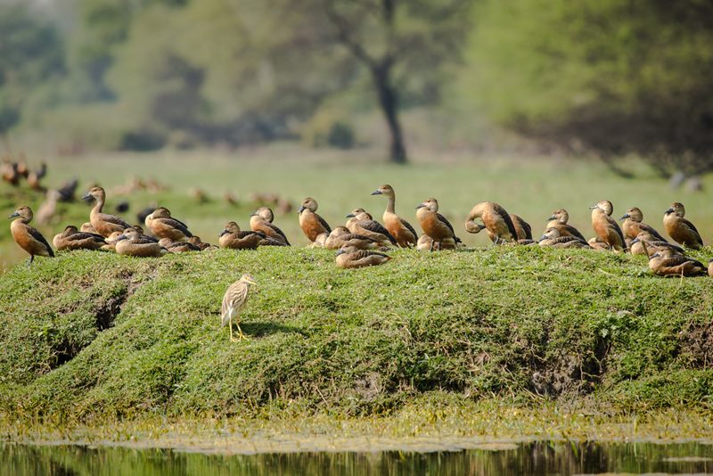 Birds photograph