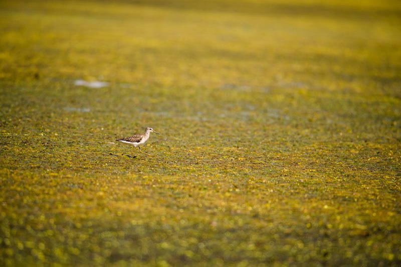 Birds photograph