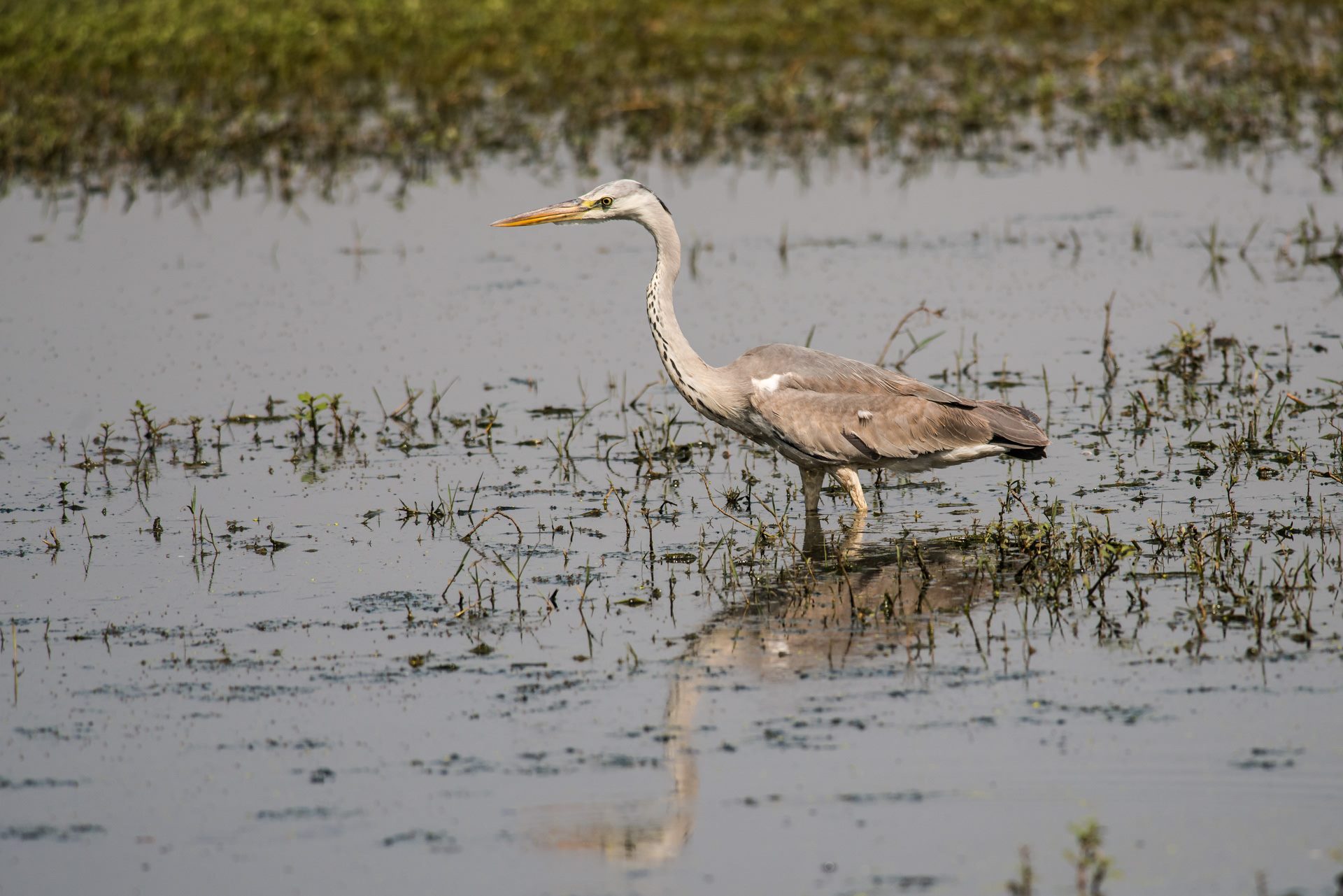 Birds photograph