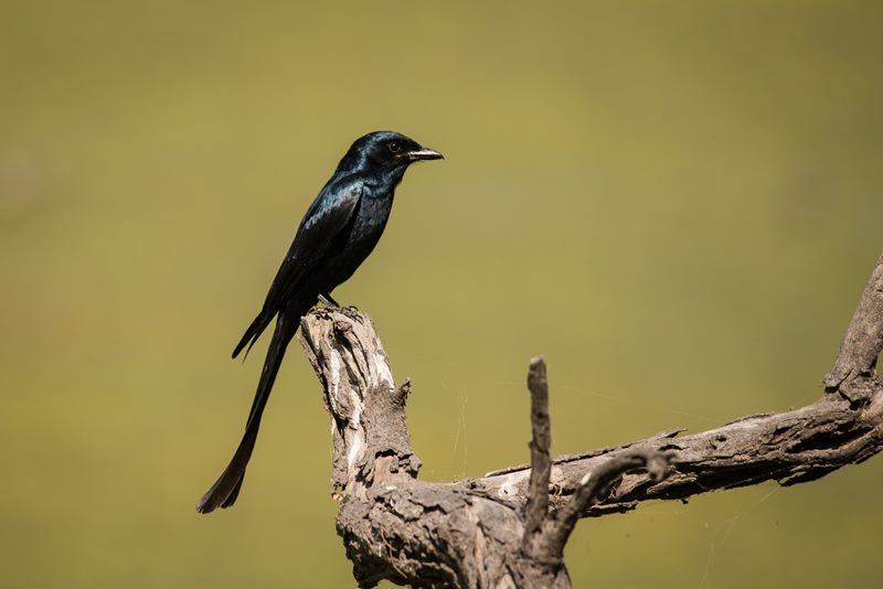 Birds photograph