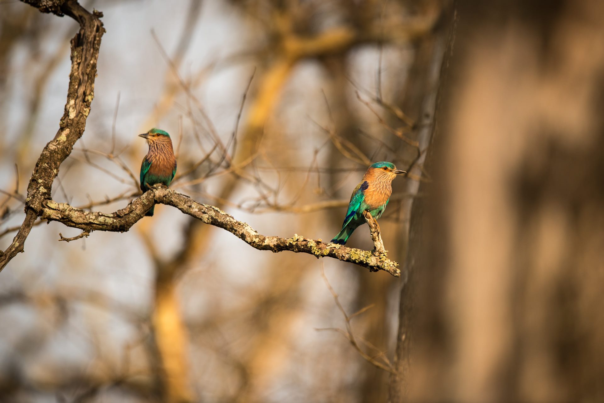 Birds photograph
