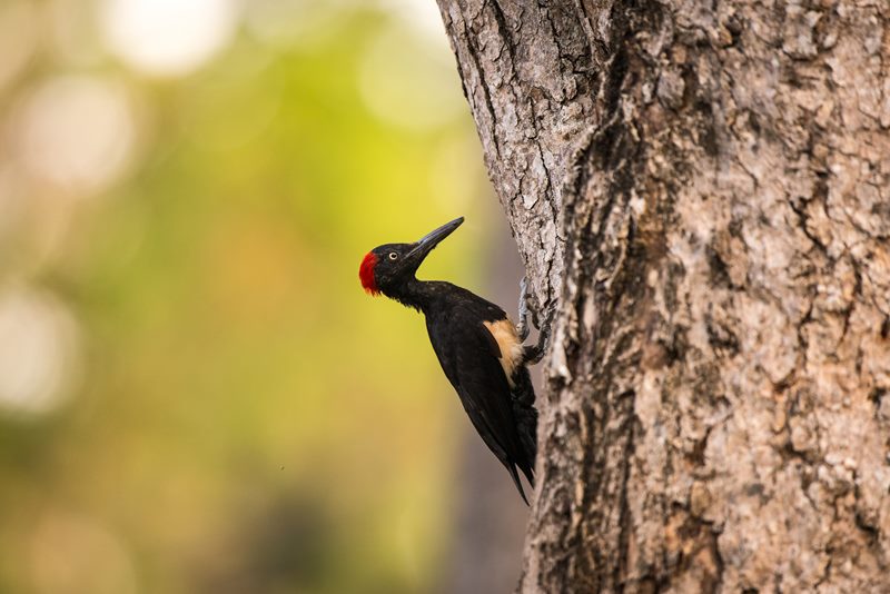 Birds photograph
