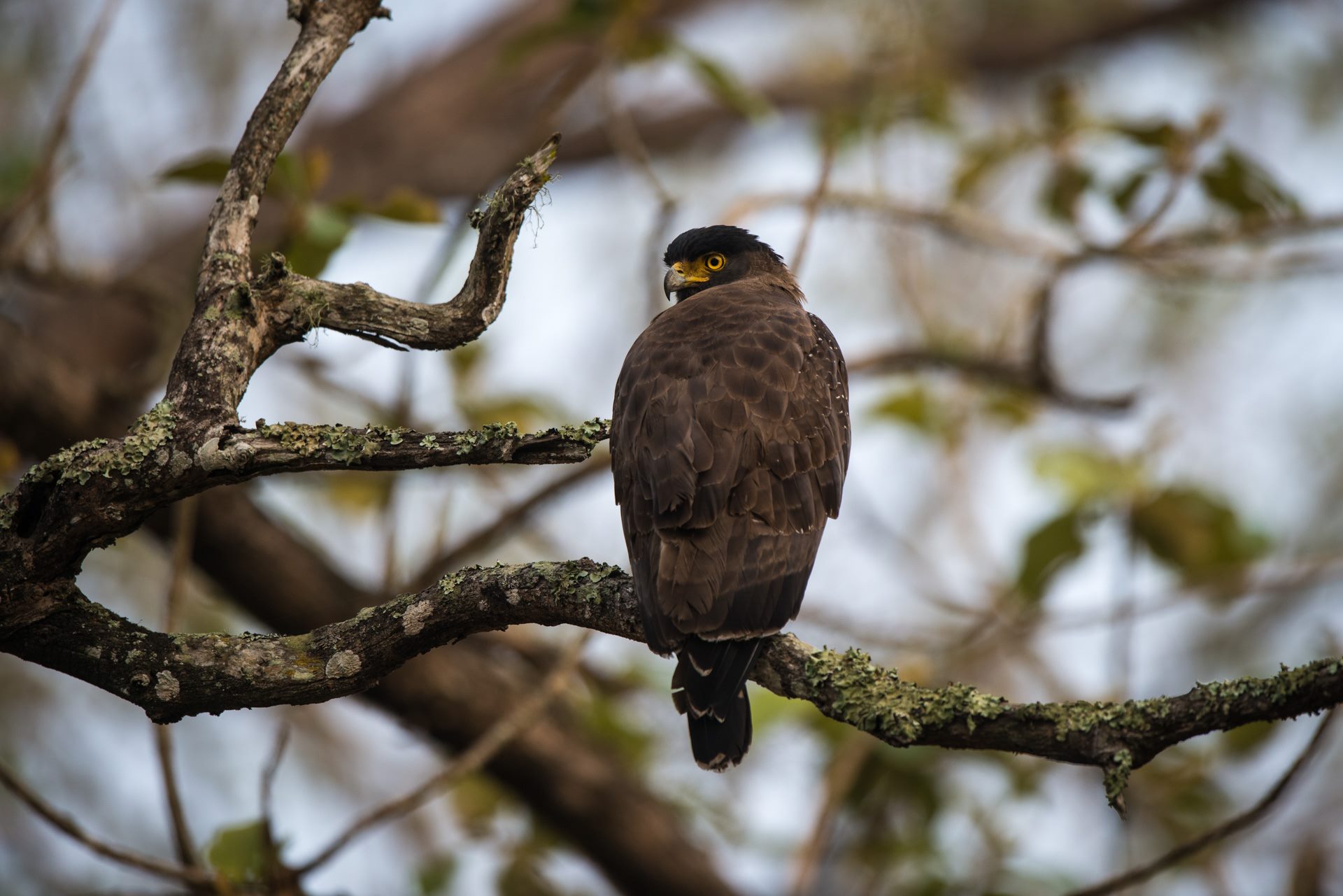 Birds photograph