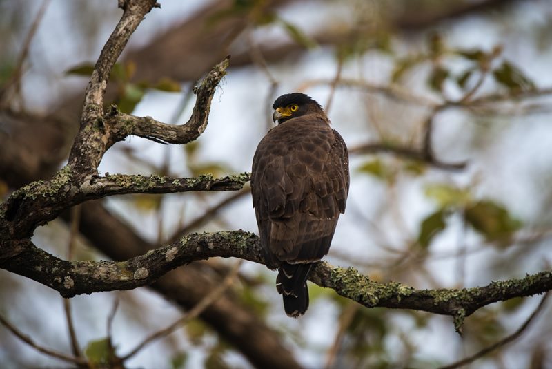 Birds photograph