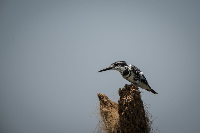 Birds photograph