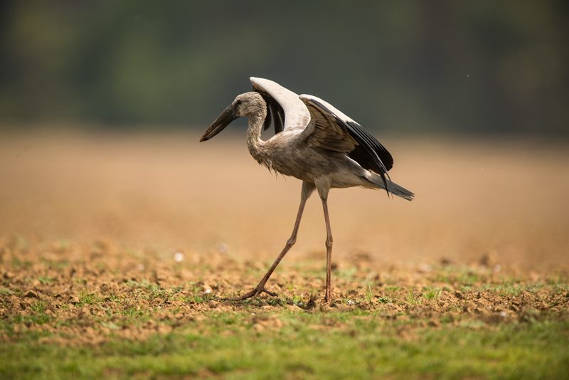 Birds photograph