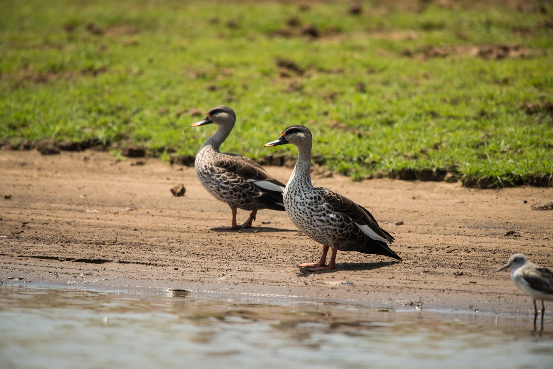 Birds photograph