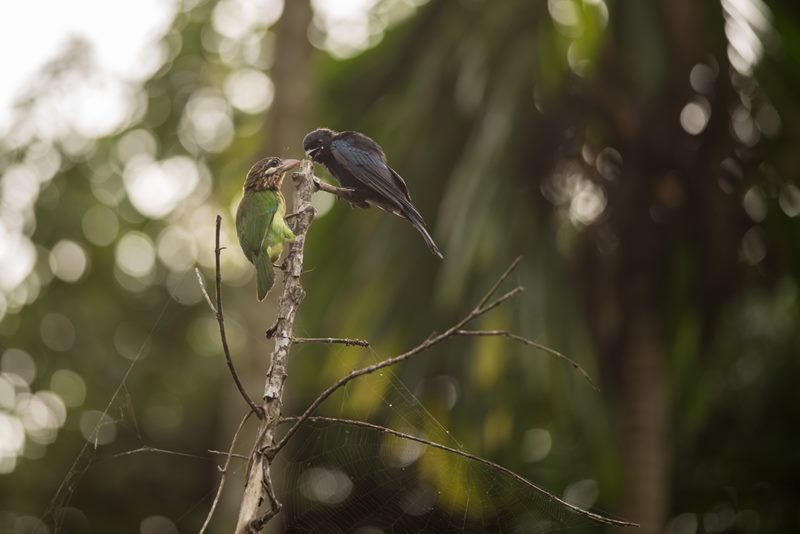 Birds photograph