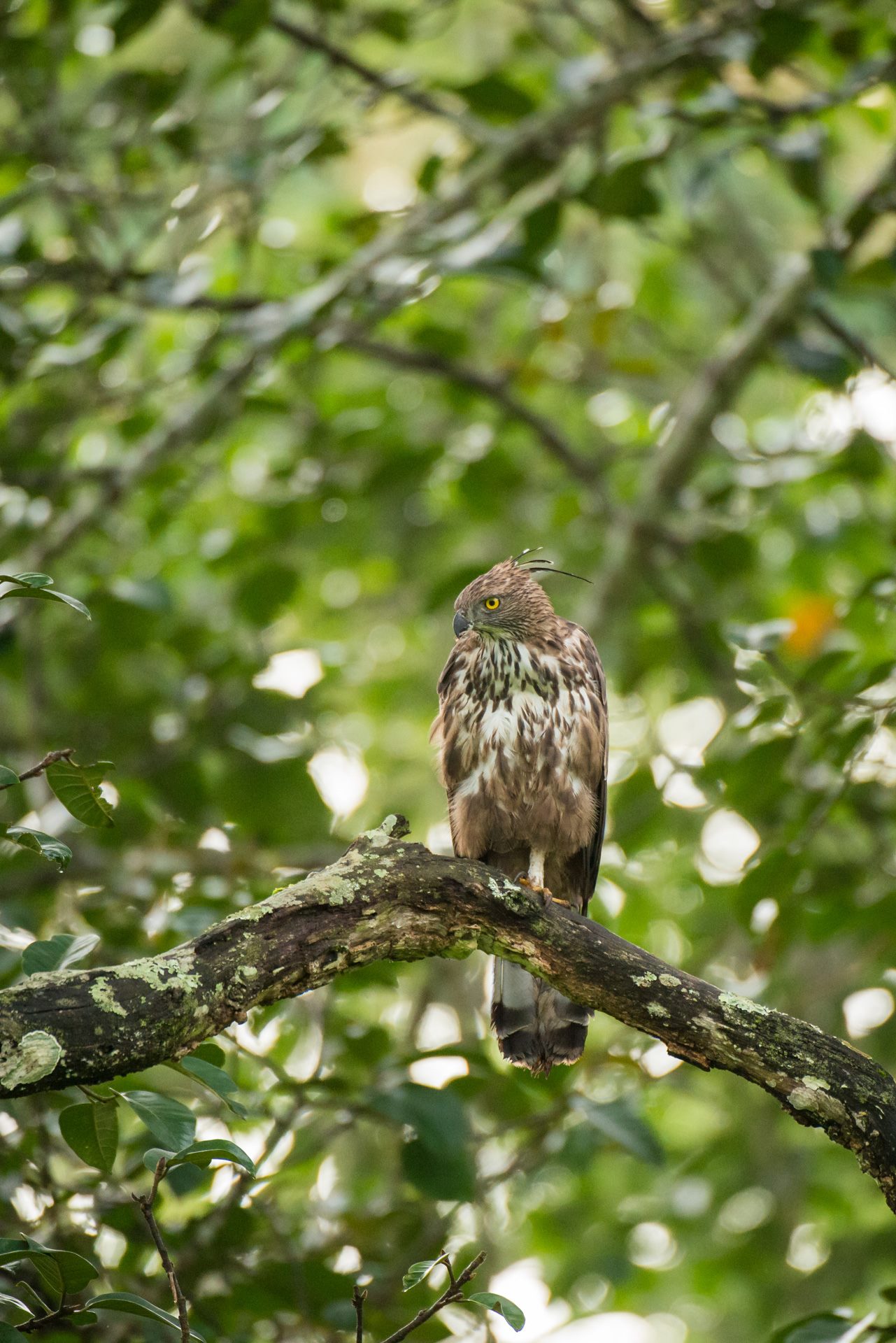 Birds photograph