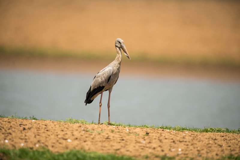Birds photograph
