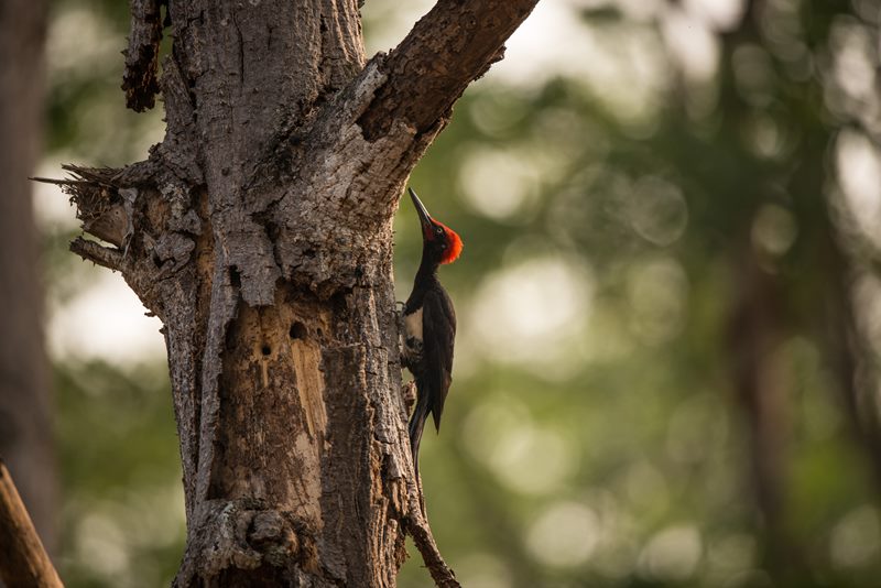 Birds photograph