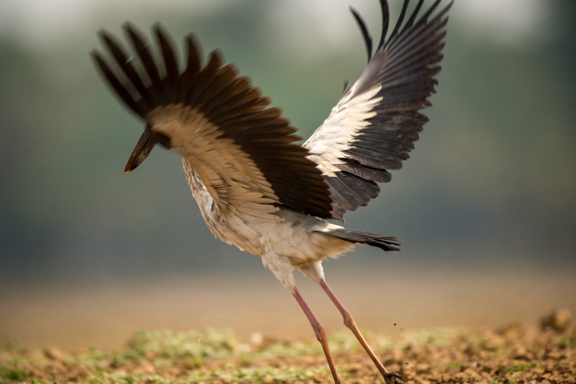 Birds photograph