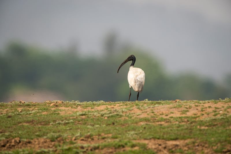 Birds photograph