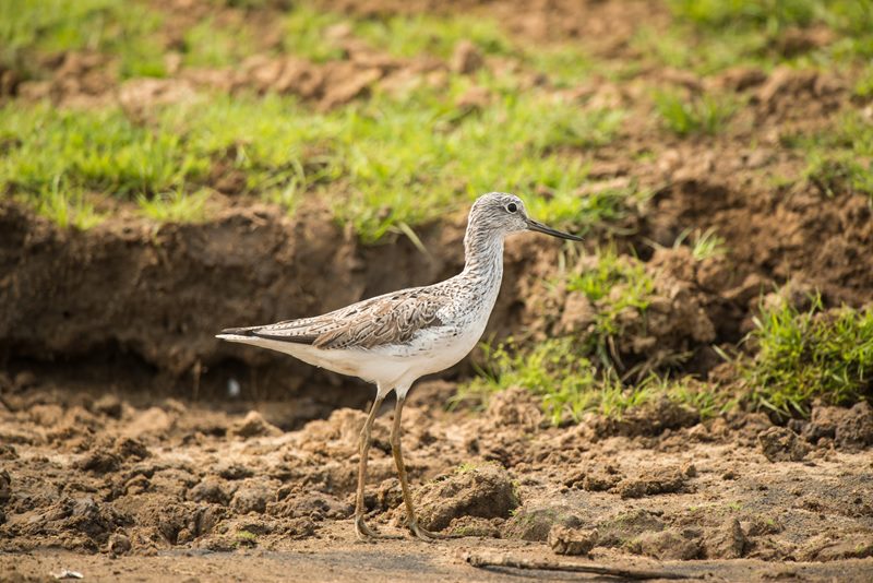 Birds photograph