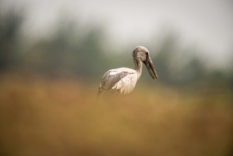 Birds photograph