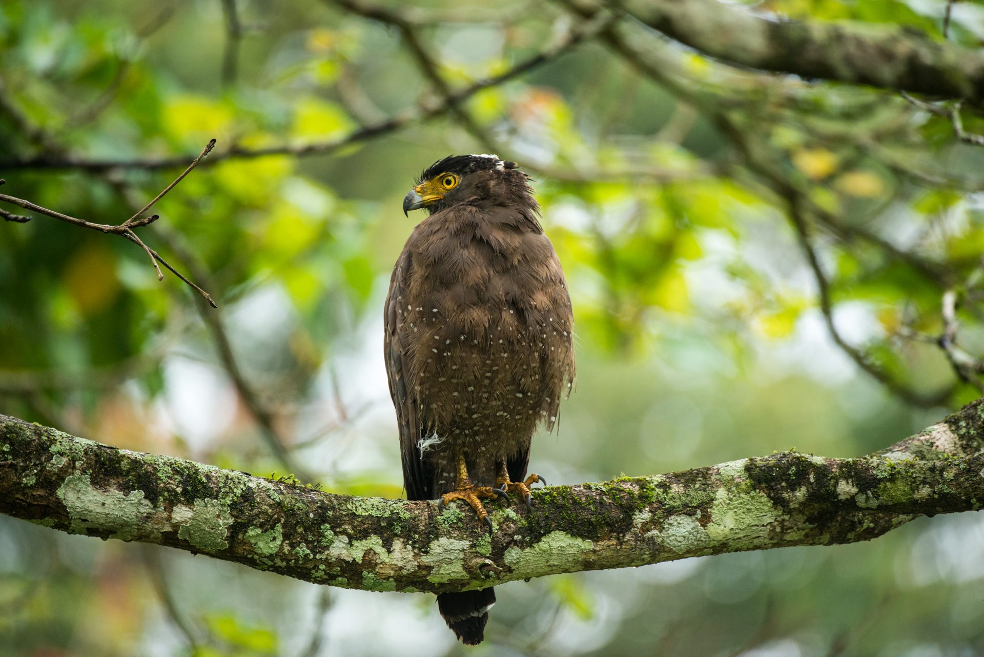 Birds photograph
