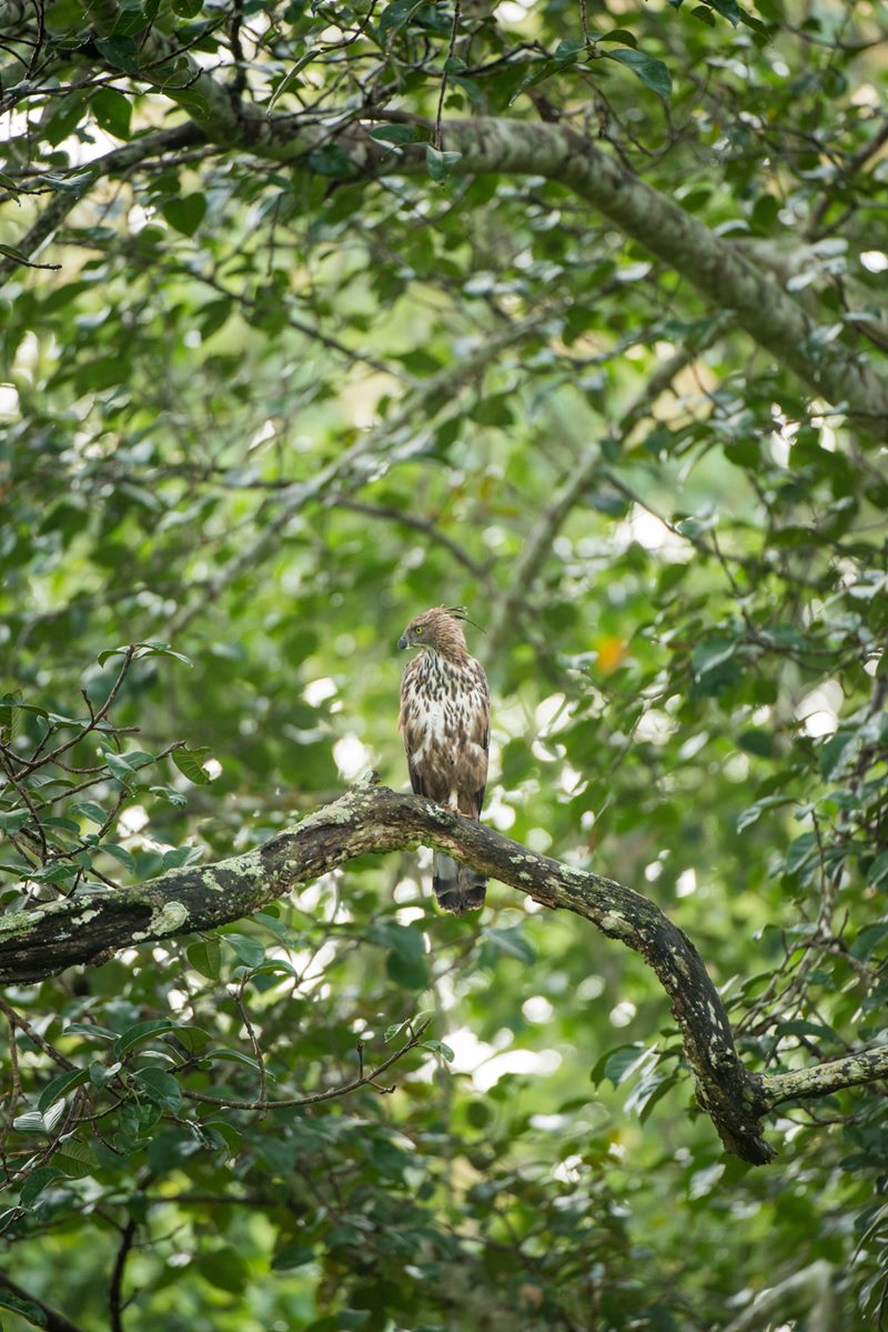Birds photograph
